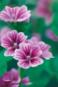 RGB Visiodoron Malva Leadplant Malva Sylvestris