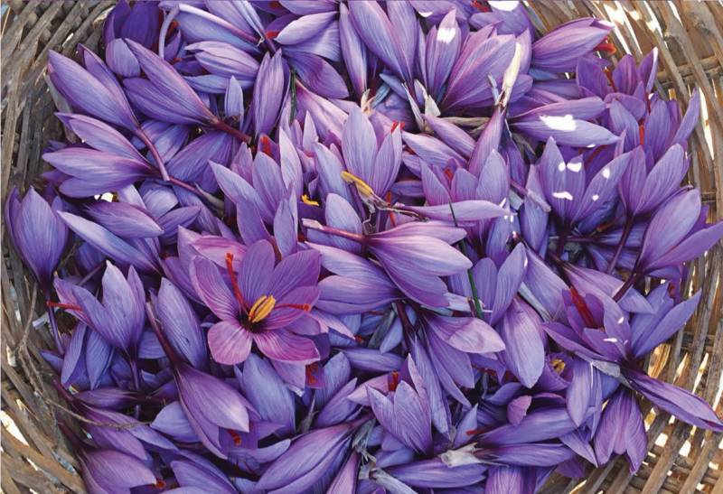 Vitals - Saffraan crocus